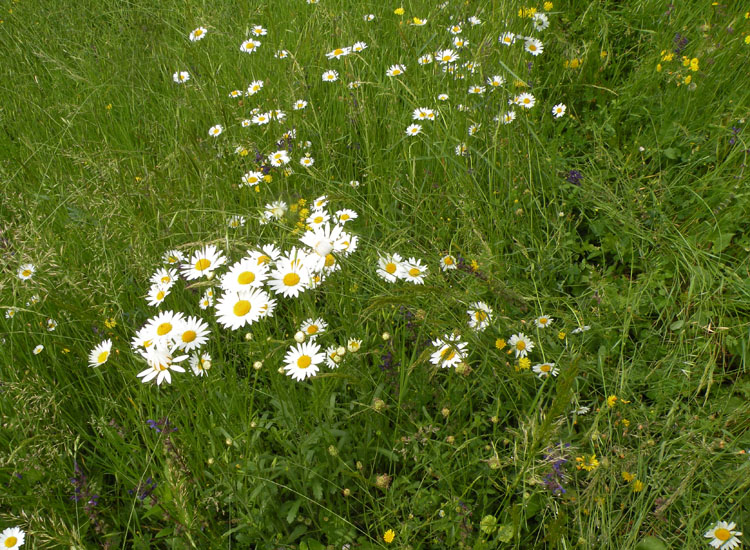 Leucanthemum vulgare / Margherita diploide